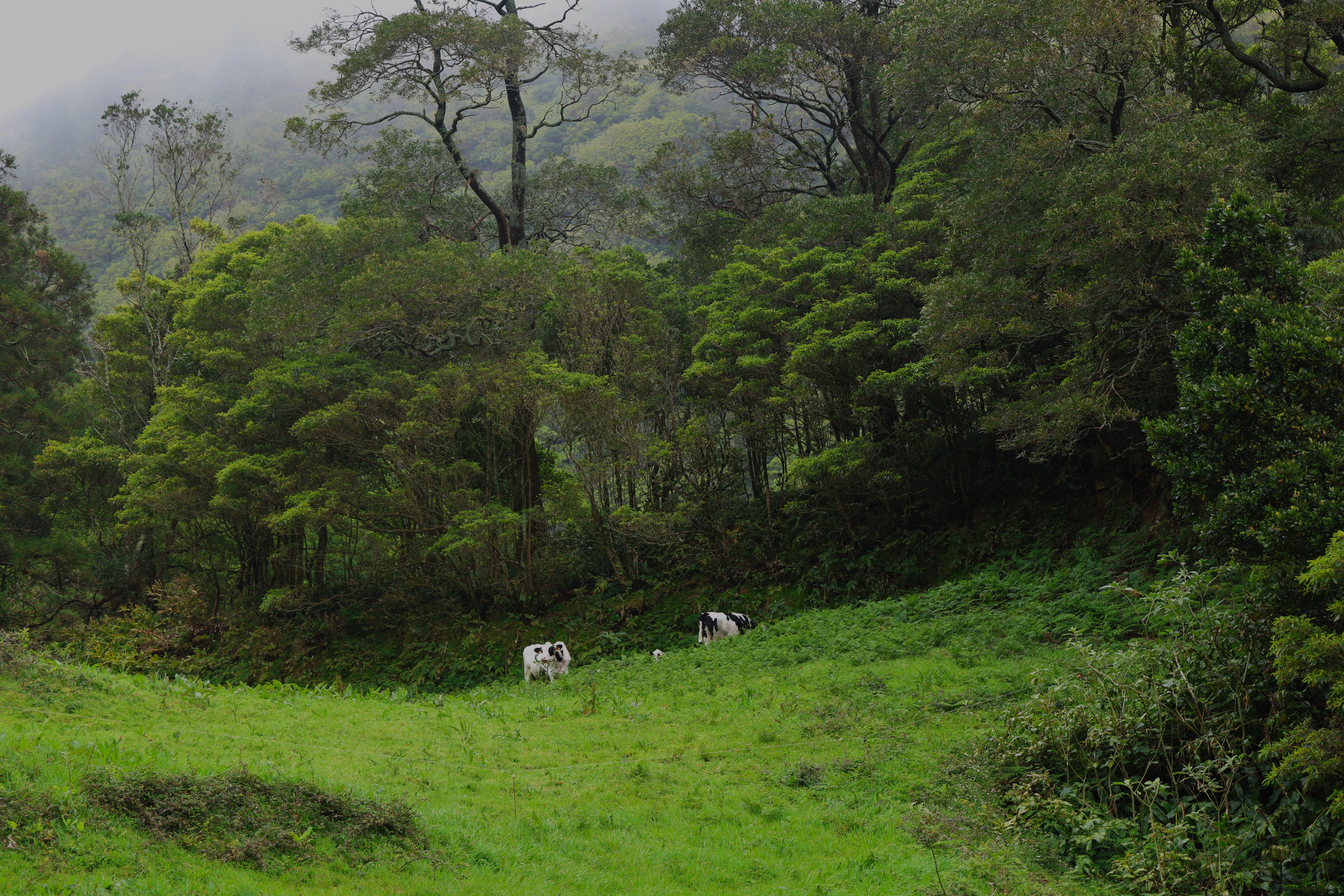 Azores